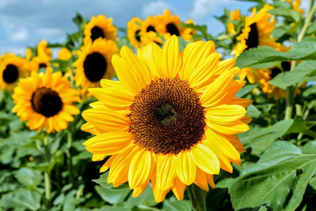 A large sunflower in bright sunlight is in focus, more sunflowers are behind it